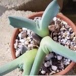Cheiridopsis denticulata Hoja