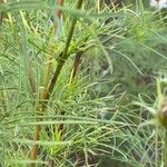 Cosmos bipinnatus Likasa