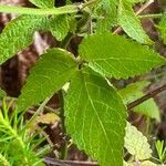 Cedronella canariensis Leaf