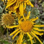 Hymenoxys hoopesii Flower