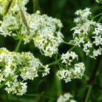 Galium mollugo Blüte