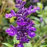 Salvia farinacea Blüte