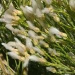 Baccharis sarothroides Other