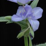 Tradescantia reverchonii Цвят