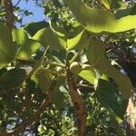 Ficus abutilifolia Blatt