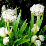 Paepalanthus dendroidesFlower