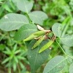 Vicia dumetorum Fruit