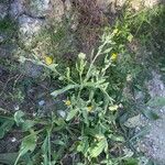 Calendula arvensisFlower