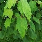 Acer spicatum Folha