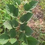 Fothergilla gardenii Leaf