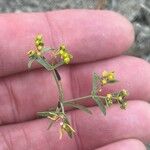 Euphorbia sulcata Flower