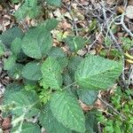 Rubus ursinus 葉