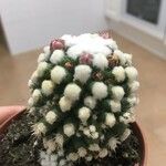 Mammillaria gracilisFolha