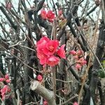 Chaenomeles speciosaKvet