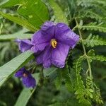 Solanum nudum Flower