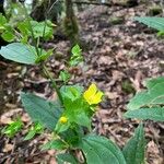 Ixanthus viscosus Flower