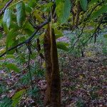 Gleditsia sinensis Frugt