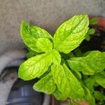 Mentha spicata Leaf