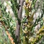 Myricaria germanica Leaf