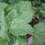 Ribes nigrum Leaf