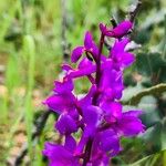 Orchis mascula Floro