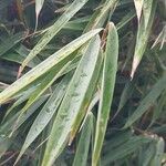 Fargesia robusta Leaf
