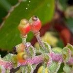 Mahonia aquifolium Fruto