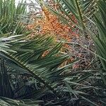 Phoenix canariensis Fruit