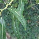 Salix triandra ഇല