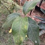 Byrsonima crassifolia Feuille