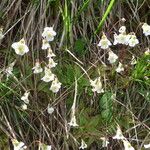 Pinguicula alpina Pokrój