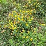 Trifolium aureumപുഷ്പം