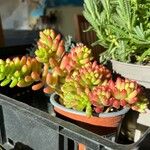 Sedum × rubrotinctum List