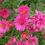 Symphyotrichum novae-angliae Blüte