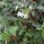 Osteomeles anthyllidifolia Blüte