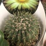 Parodia buiningii Hoja