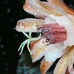 Cleistocactus spp. Flor