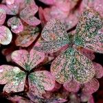 Oxalis corniculata Leaf