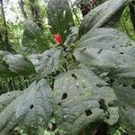 Malvaviscus arboreus Leaf