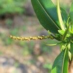 Stillingia lineata Fruit