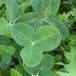 Trifolium fragiferum Leht