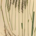 Elymus repens Habit