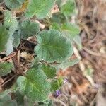 Erodium corsicum Yaprak
