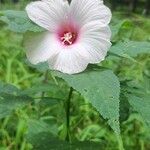 Hibiscus laevis Λουλούδι