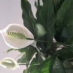 Spathiphyllum wallisii Flower