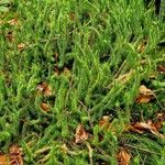 Lycopodium annotinum Habitat