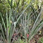 Aechmea magdalenae Habit