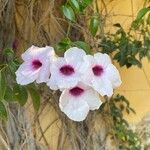 Pandorea jasminoides Flor