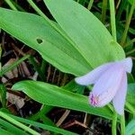 Pogonia ophioglossoides Leaf