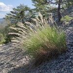 Achnatherum calamagrostis موطن